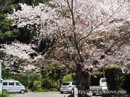 桜の季節の那古寺境内