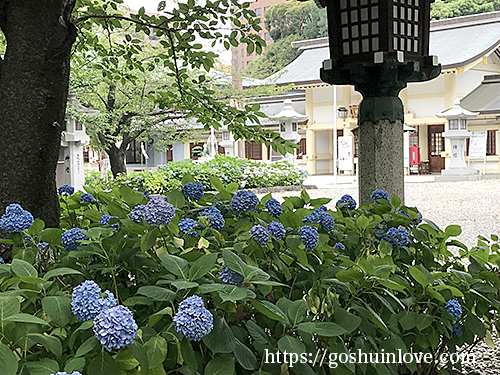 愛知県護国神社の紫陽花