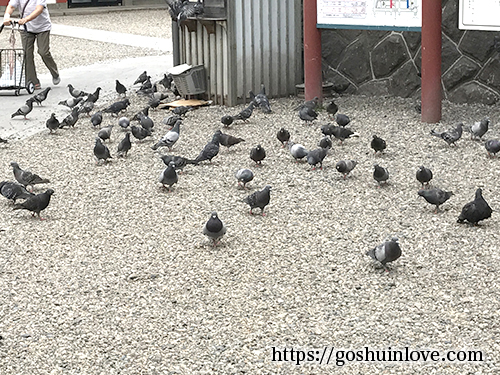 鳩がいっぱい