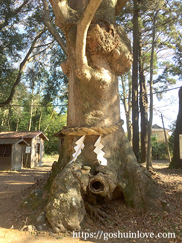 中村八幡宮ご神木